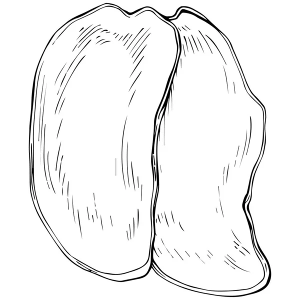 Peanut Disegnato Mano Vector Illustration Isolato Sfondo Bianco Prodotto Agricolo — Vettoriale Stock
