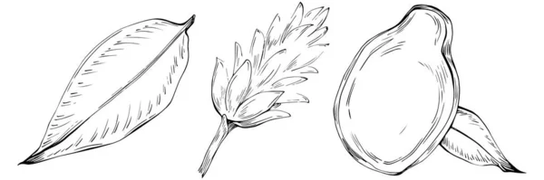 ジンジャーベクトルは葉で植物を単離した ハーバル彫刻スタイルのイラスト 詳細な有機製品スケッチ デザインロゴ メニュー ラベル アイコン スタンプに最適 — ストックベクタ