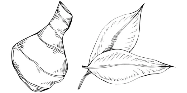 生姜载体用叶子隔离植物 草本雕刻风格图解 详细的有机产品草图 最佳设计标志 — 图库矢量图片
