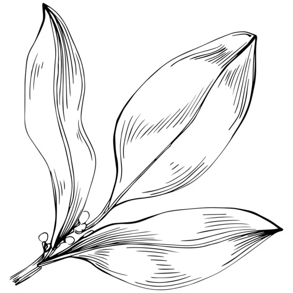 Bay Leaf Vector Isolated Plant — ストックベクタ