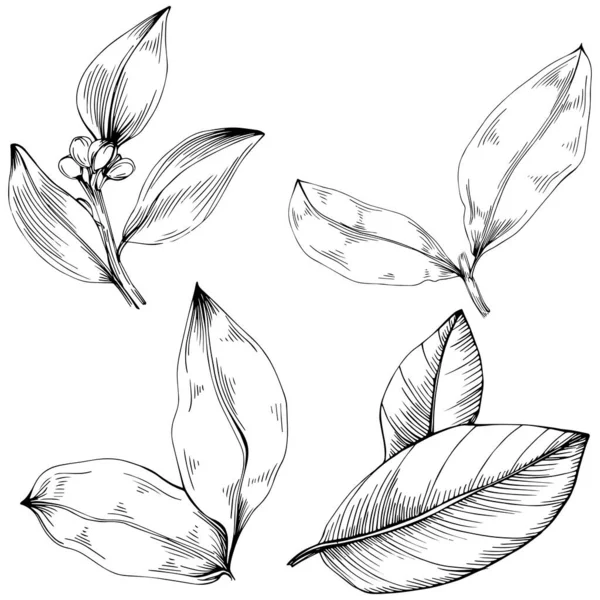 Körfez yaprağı vektörü izole edilmiş bitki 