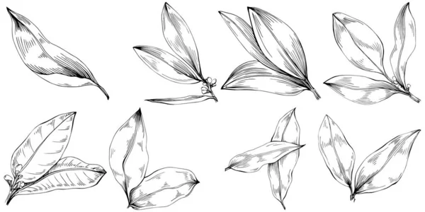 ベイリーフベクトル絶縁型植物 — ストックベクタ