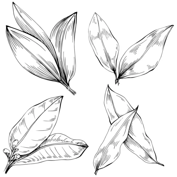 Körfez yaprağı vektörü izole edilmiş bitki 