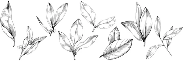 Бухта Листя Векторні Ізольовані Рослини — стоковий вектор