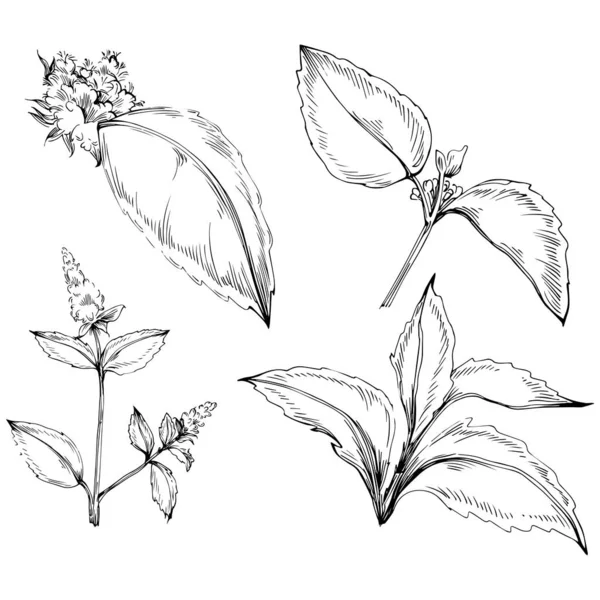 Naneli taslak vektörü izole edildi.