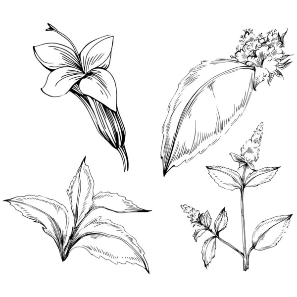 Naneli taslak vektörü izole edildi.