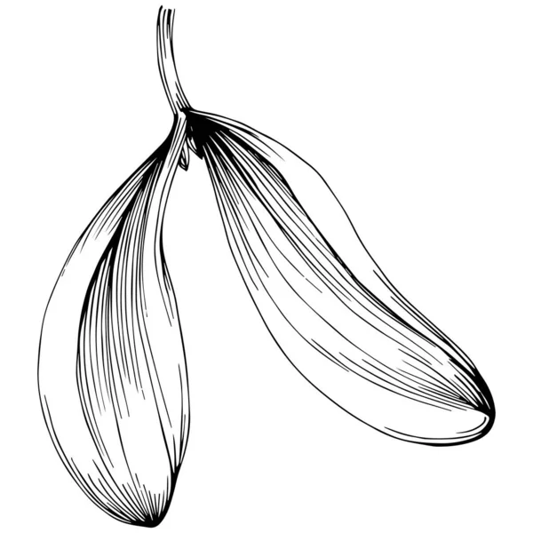 Mistletoe Sketch Drawing Illustration Carob Tree Nature Engraved Style Illustration — Stok Vektör