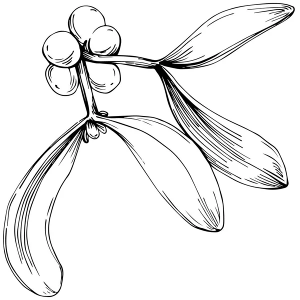 Ökse otu çizimi. Keçiboynuzu ağacı doğası oymalı bir tasvir. Detaylı bitki ürünü. Tasarım logosu, menü, etiket, simge, pul için en iyisi.