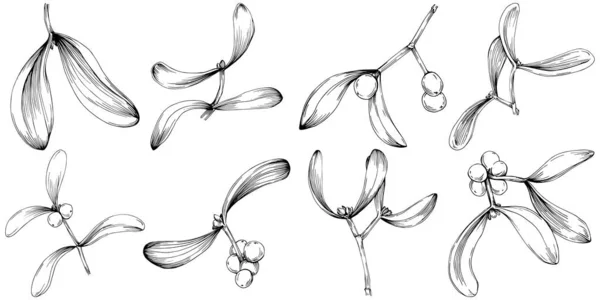 Mistletoe Sketch Drawing Illustration Carob Tree Nature Engraved Style Illustration — Wektor stockowy