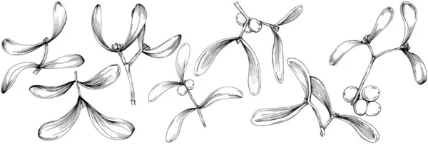 Mistletoe Sketch Drawing Illustration Carob Tree Nature Engraved Style Illustration — Vector de stock
