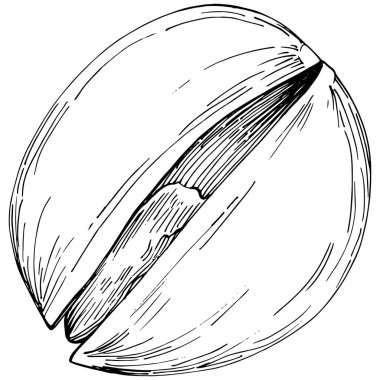 Fındık, fındık, hindistan cevizi, elle çizilmiş Vektör İllüstrasyonu beyaz arka planda izole edilmiş. Restoran menüsü, market etiketi, logo, amblem ve mutfak tasarımı için Retro style tarım ürünü. Yemek için dekorasyon.