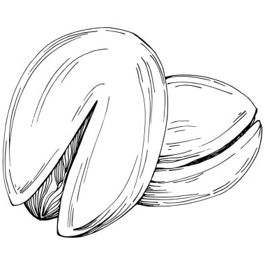 Fındık, fındık, hindistan cevizi, elle çizilmiş Vektör İllüstrasyonu beyaz arka planda izole edilmiş. Restoran menüsü, market etiketi, logo, amblem ve mutfak tasarımı için Retro style tarım ürünü. Yemek için dekorasyon.