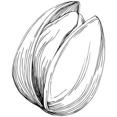 Fındık, fındık, hindistan cevizi, elle çizilmiş Vektör İllüstrasyonu beyaz arka planda izole edilmiş. Restoran menüsü, market etiketi, logo, amblem ve mutfak tasarımı için Retro style tarım ürünü. Yemek için dekorasyon.