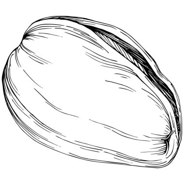 Fındık, fındık, hindistan cevizi, elle çizilmiş Vektör İllüstrasyonu beyaz arka planda izole edilmiş. Restoran menüsü, market etiketi, logo, amblem ve mutfak tasarımı için Retro style tarım ürünü. Yemek için dekorasyon.