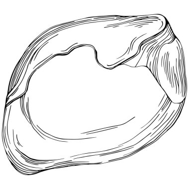 Fındık, fındık, hindistan cevizi, elle çizilmiş Vektör İllüstrasyonu beyaz arka planda izole edilmiş. Restoran menüsü, market etiketi, logo, amblem ve mutfak tasarımı için Retro style tarım ürünü. Yemek için dekorasyon.