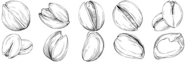 Fındık, fındık, hindistan cevizi, elle çizilmiş Vektör İllüstrasyonu beyaz arka planda izole edilmiş. Restoran menüsü, market etiketi, logo, amblem ve mutfak tasarımı için Retro style tarım ürünü. Yemek için dekorasyon.