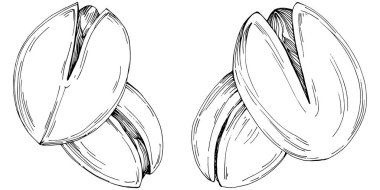 Fındık, fındık, hindistan cevizi, elle çizilmiş Vektör İllüstrasyonu beyaz arka planda izole edilmiş. Restoran menüsü, market etiketi, logo, amblem ve mutfak tasarımı için Retro style tarım ürünü. Yemek için dekorasyon.