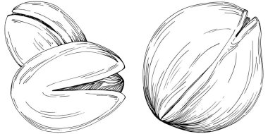 Fındık, fındık, hindistan cevizi, elle çizilmiş Vektör İllüstrasyonu beyaz arka planda izole edilmiş. Restoran menüsü, market etiketi, logo, amblem ve mutfak tasarımı için Retro style tarım ürünü. Yemek için dekorasyon.