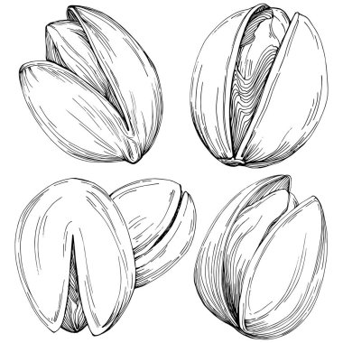 Fındık, fındık, hindistan cevizi, elle çizilmiş Vektör İllüstrasyonu beyaz arka planda izole edilmiş. Restoran menüsü, market etiketi, logo, amblem ve mutfak tasarımı için Retro style tarım ürünü. Yemek için dekorasyon.