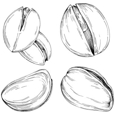 Fındık, fındık, hindistan cevizi, elle çizilmiş Vektör İllüstrasyonu beyaz arka planda izole edilmiş. Restoran menüsü, market etiketi, logo, amblem ve mutfak tasarımı için Retro style tarım ürünü. Yemek için dekorasyon.