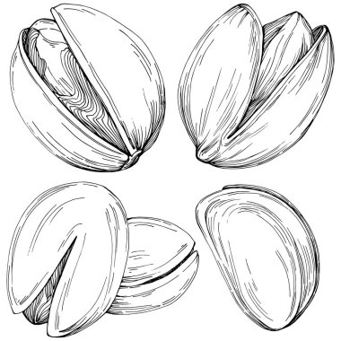 Fındık, fındık, hindistan cevizi, elle çizilmiş Vektör İllüstrasyonu beyaz arka planda izole edilmiş. Restoran menüsü, market etiketi, logo, amblem ve mutfak tasarımı için Retro style tarım ürünü. Yemek için dekorasyon.