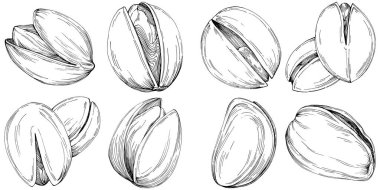 Fındık, fındık, hindistan cevizi, elle çizilmiş Vektör İllüstrasyonu beyaz arka planda izole edilmiş. Restoran menüsü, market etiketi, logo, amblem ve mutfak tasarımı için Retro style tarım ürünü. Yemek için dekorasyon.