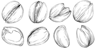 Fındık, fındık, hindistan cevizi, elle çizilmiş Vektör İllüstrasyonu beyaz arka planda izole edilmiş. Restoran menüsü, market etiketi, logo, amblem ve mutfak tasarımı için Retro style tarım ürünü. Yemek için dekorasyon.