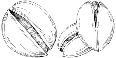 Fındık, fındık, hindistan cevizi, elle çizilmiş Vektör İllüstrasyonu beyaz arka planda izole edilmiş. Restoran menüsü, market etiketi, logo, amblem ve mutfak tasarımı için Retro style tarım ürünü. Yemek için dekorasyon.