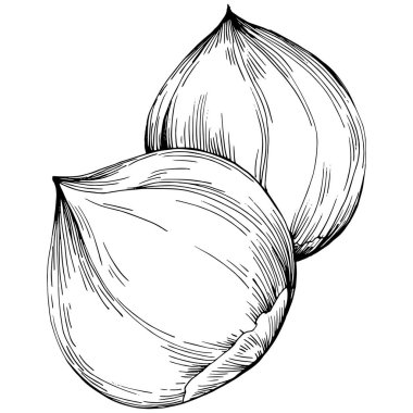 Fındık, fındık, hindistan cevizi, elle çizilmiş Vektör İllüstrasyonu beyaz arka planda izole edilmiş. Restoran menüsü, market etiketi, logo, amblem ve mutfak tasarımı için Retro style tarım ürünü. Yemek için dekorasyon.