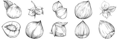 Fındık, fındık, hindistan cevizi, elle çizilmiş Vektör İllüstrasyonu beyaz arka planda izole edilmiş. Restoran menüsü, market etiketi, logo, amblem ve mutfak tasarımı için Retro style tarım ürünü. Yemek için dekorasyon.