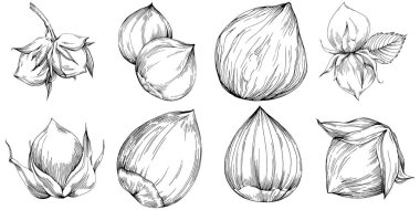 Fındık, fındık, hindistan cevizi, elle çizilmiş Vektör İllüstrasyonu beyaz arka planda izole edilmiş. Restoran menüsü, market etiketi, logo, amblem ve mutfak tasarımı için Retro style tarım ürünü. Yemek için dekorasyon.