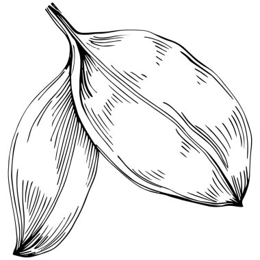 Basil vektörü izole edildi. Bitki oymalı stil illüstrasyon. Detaylı organik ürün skeci. Tasarım logosu, menü, etiket, simge, pul için en iyisi.