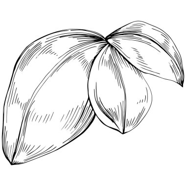 Basil vektörü izole edildi. Bitki oymalı stil illüstrasyon. Detaylı organik ürün skeci. Tasarım logosu, menü, etiket, simge, pul için en iyisi.