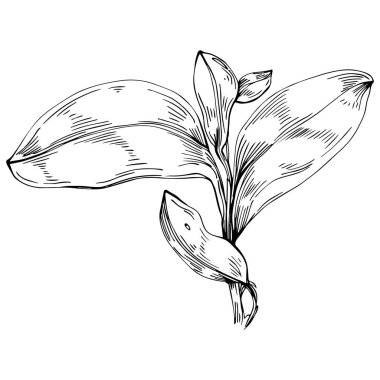 Basil vektörü izole edildi. Bitki oymalı stil illüstrasyon. Detaylı organik ürün skeci. Tasarım logosu, menü, etiket, simge, pul için en iyisi.