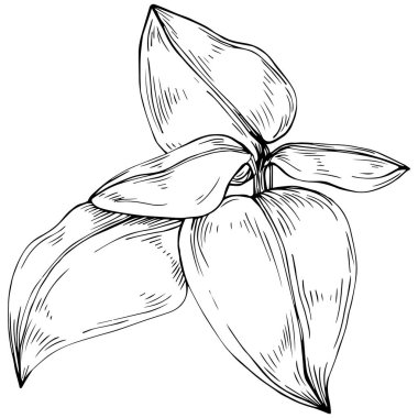 Basil vektörü izole edildi. Bitki oymalı stil illüstrasyon. Detaylı organik ürün skeci. Tasarım logosu, menü, etiket, simge, pul için en iyisi.