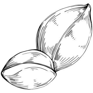 Basil vektörü izole edildi. Bitki oymalı stil illüstrasyon. Detaylı organik ürün skeci. Tasarım logosu, menü, etiket, simge, pul için en iyisi.