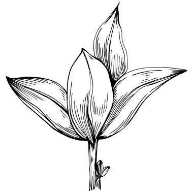 Basil vektörü izole edildi. Bitki oymalı stil illüstrasyon. Detaylı organik ürün skeci. Tasarım logosu, menü, etiket, simge, pul için en iyisi.