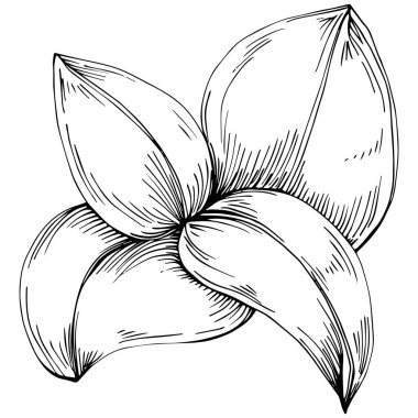 Basil vektörü izole edildi. Bitki oymalı stil illüstrasyon. Detaylı organik ürün skeci. Tasarım logosu, menü, etiket, simge, pul için en iyisi.