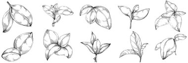 Basil vektörü izole edildi. Bitki oymalı stil illüstrasyon. Detaylı organik ürün skeci. Tasarım logosu, menü, etiket, simge, pul için en iyisi.