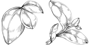 Basil vektörü izole edildi. Bitki oymalı stil illüstrasyon. Detaylı organik ürün skeci. Tasarım logosu, menü, etiket, simge, pul için en iyisi.