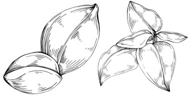 Basil vektörü izole edildi. Bitki oymalı stil illüstrasyon. Detaylı organik ürün skeci. Tasarım logosu, menü, etiket, simge, pul için en iyisi.