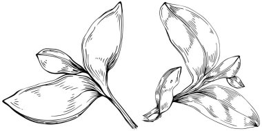 Basil vektörü izole edildi. Bitki oymalı stil illüstrasyon. Detaylı organik ürün skeci. Tasarım logosu, menü, etiket, simge, pul için en iyisi.