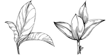 Basil vektörü izole edildi. Bitki oymalı stil illüstrasyon. Detaylı organik ürün skeci. Tasarım logosu, menü, etiket, simge, pul için en iyisi.