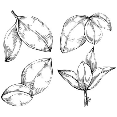 Basil vektörü izole edildi. Bitki oymalı stil illüstrasyon. Detaylı organik ürün skeci. Tasarım logosu, menü, etiket, simge, pul için en iyisi.