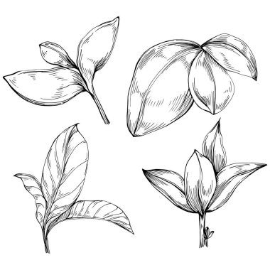 Basil vektörü izole edildi. Bitki oymalı stil illüstrasyon. Detaylı organik ürün skeci. Tasarım logosu, menü, etiket, simge, pul için en iyisi.