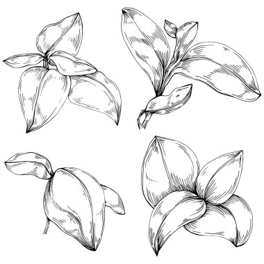 Basil vektörü izole edildi. Bitki oymalı stil illüstrasyon. Detaylı organik ürün skeci. Tasarım logosu, menü, etiket, simge, pul için en iyisi.