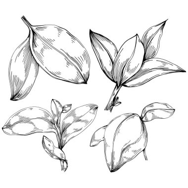 Basil vektörü izole edildi. Bitki oymalı stil illüstrasyon. Detaylı organik ürün skeci. Tasarım logosu, menü, etiket, simge, pul için en iyisi.