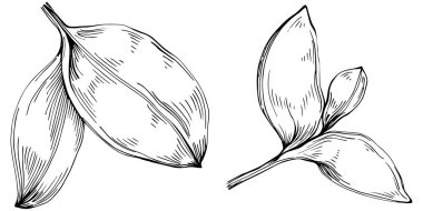 Basil vektörü izole edildi. Bitki oymalı stil illüstrasyon. Detaylı organik ürün skeci. Tasarım logosu, menü, etiket, simge, pul için en iyisi.