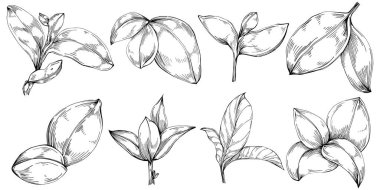 Basil vektörü izole edildi. Bitki oymalı stil illüstrasyon. Detaylı organik ürün skeci. Tasarım logosu, menü, etiket, simge, pul için en iyisi.