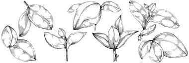 Basil vektörü izole edildi. Bitki oymalı stil illüstrasyon. Detaylı organik ürün skeci. Tasarım logosu, menü, etiket, simge, pul için en iyisi.